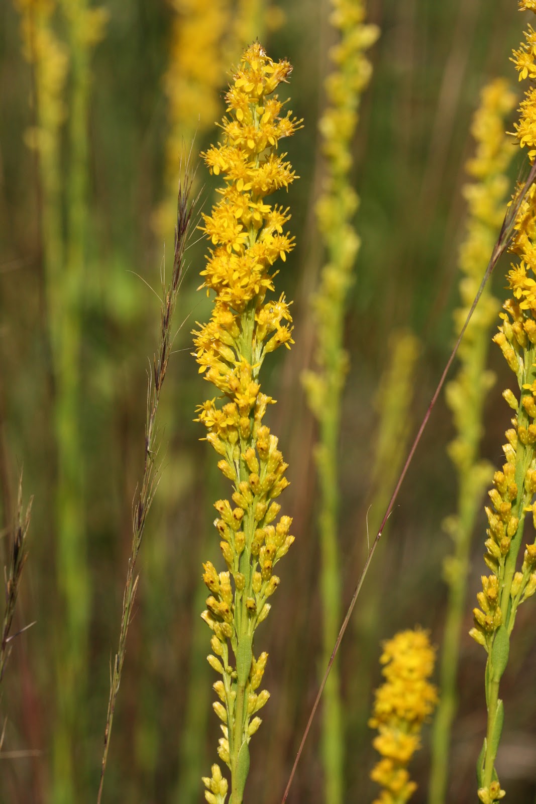 Native Florida Wildflowers Solidago stricta Wand Goldenrod