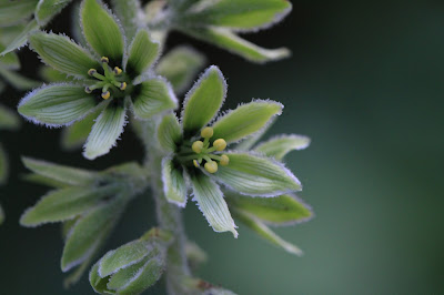 Veratrum viride - Green False Hellebore Flowers