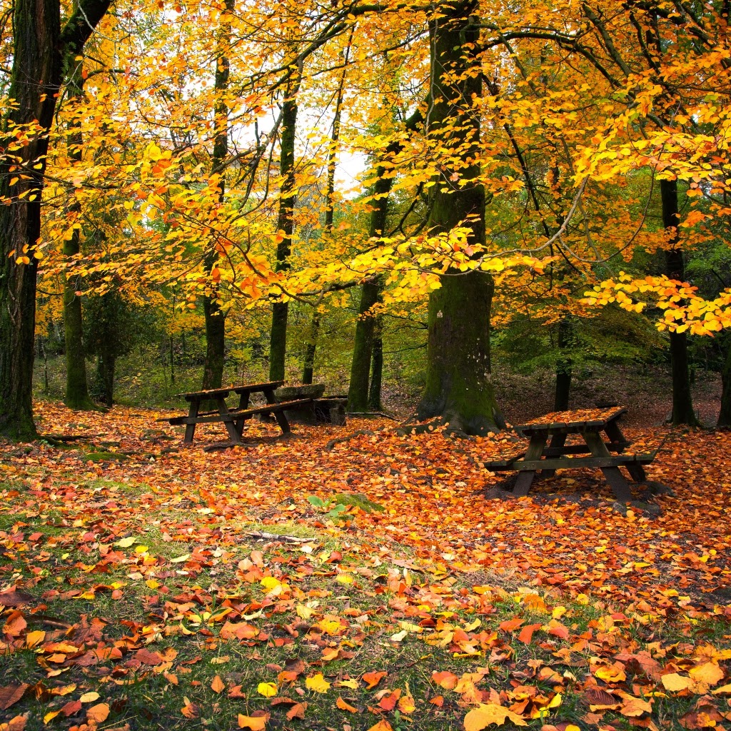 Village of Bellevue: Fall is in the Air