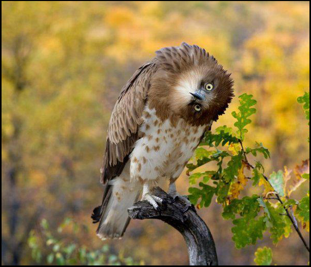 Funny Image site Owl rotates its head to 90 degree...