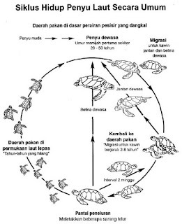 Siklus Hidup Penyu | &quot;BLOG TANI NELAYANKU&quot;
