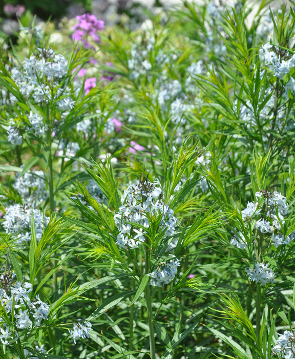 Vw Garden Buzz Purple Miss Molly Miss Ruby And Blue Chip