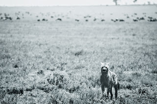 Hyena, Serengeti, Tanzania