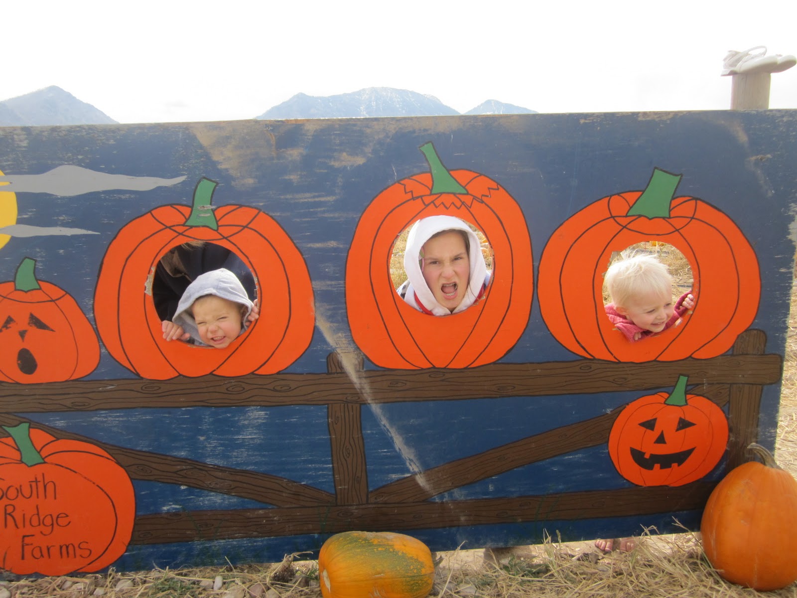 Skip School Learn More Big Red Barn Pumpkin Patch