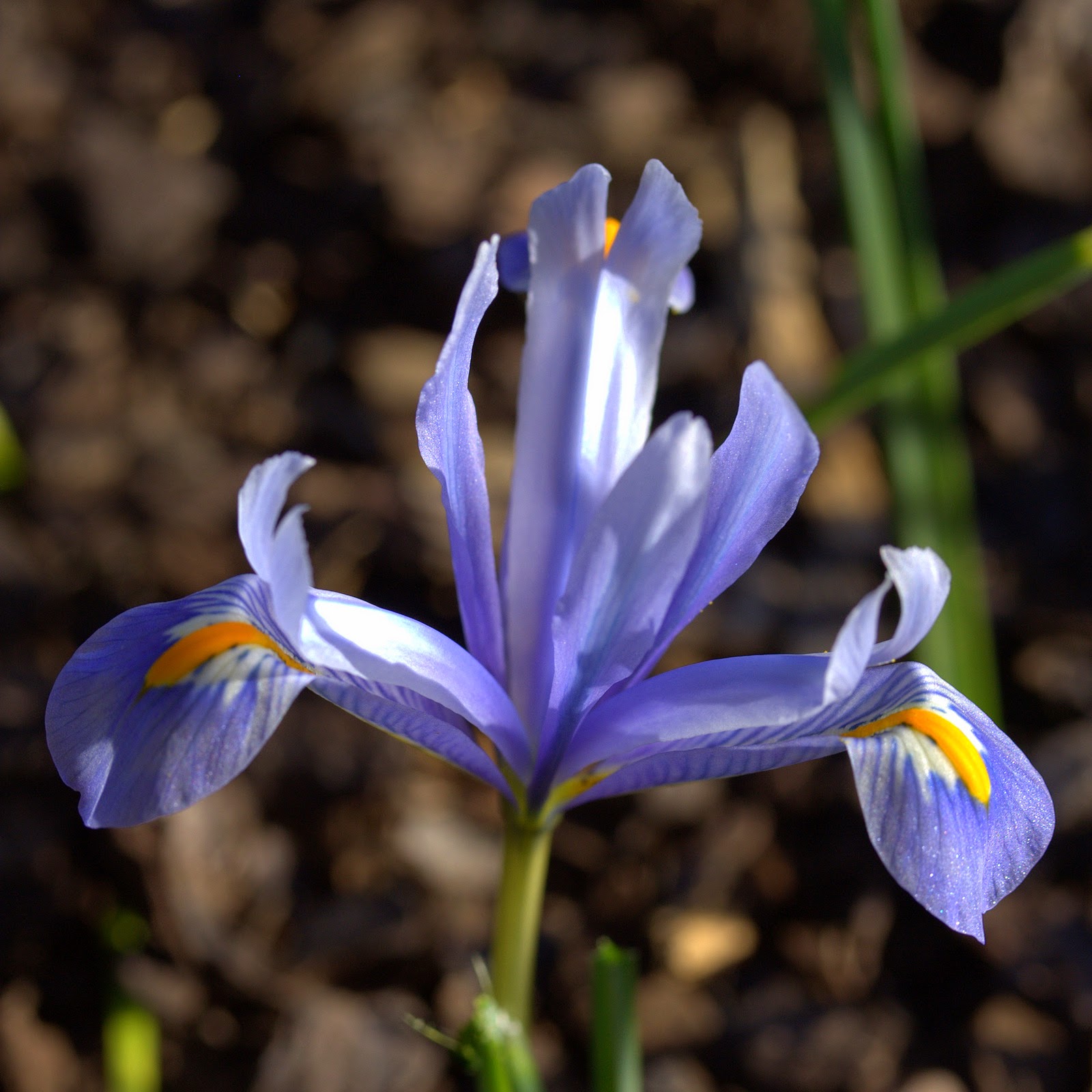 The Victorian Bulb Society Miniature iris