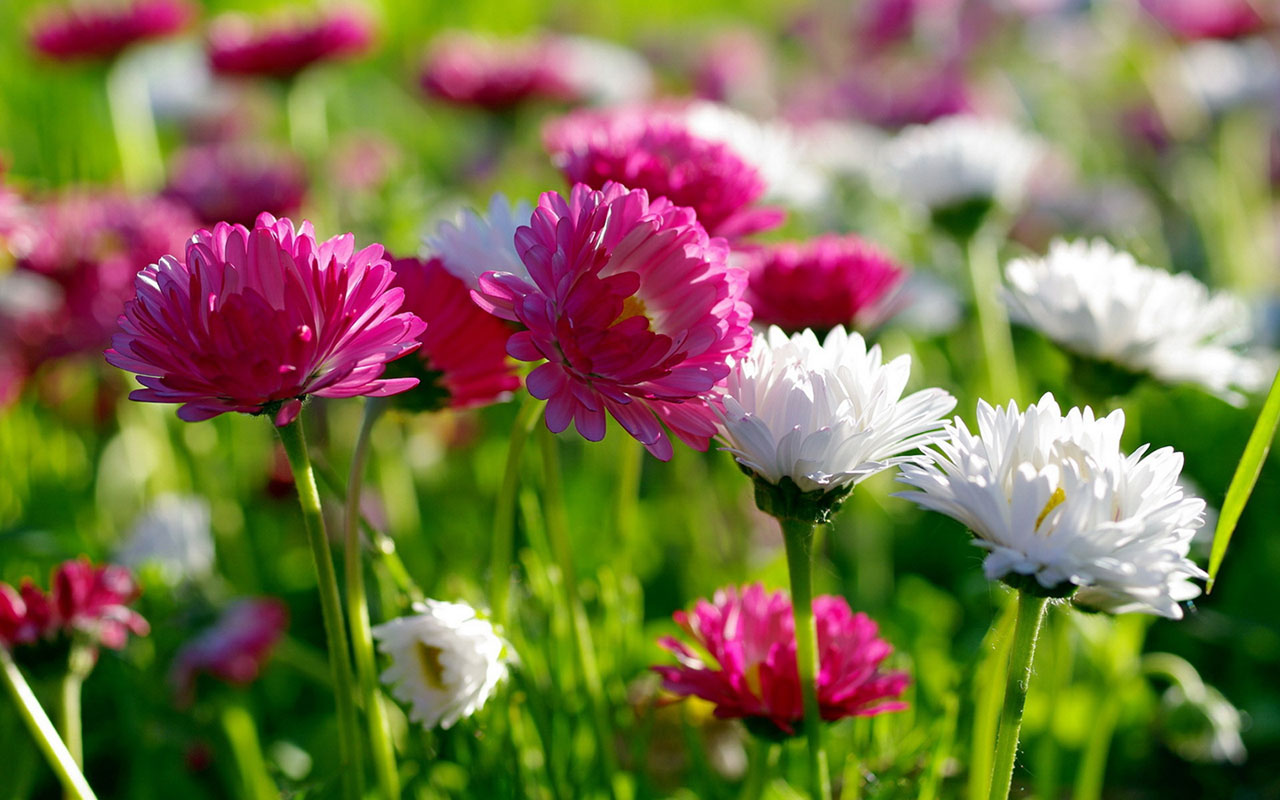 Just Flowers Just Flowers
