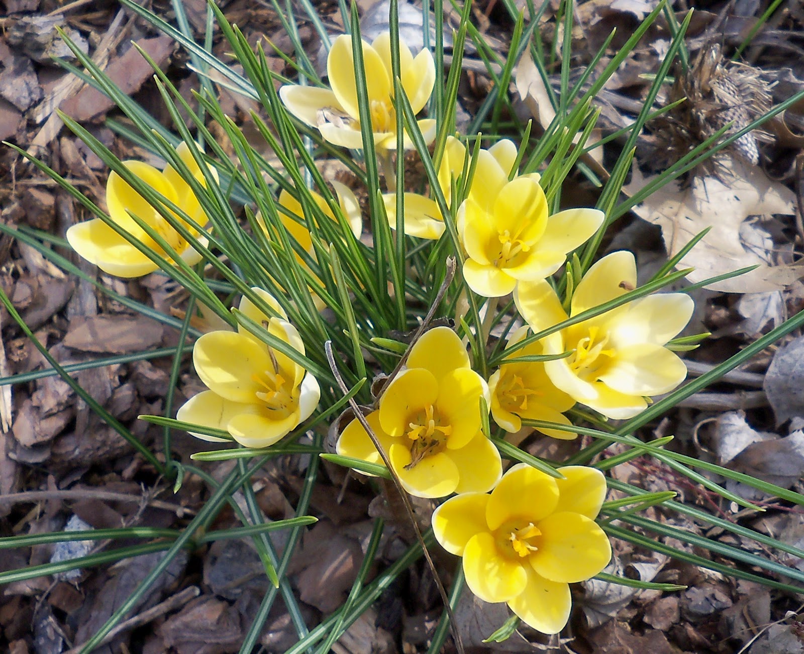 Aucuba Japonica Grow And Care Travaldo S Blog