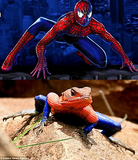 Kadal Spiderman.