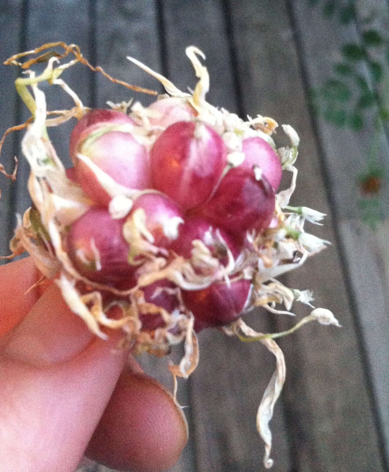 Brockman Family Farming's Blog About Garlic Bulbils