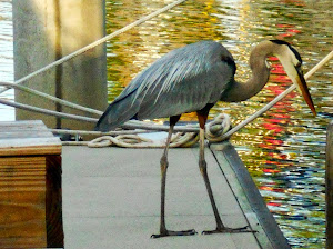 My buddy the Great Blue Heron  watching me take photos...