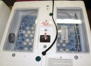 buying an incubator for eggs buying an incubator for eggs