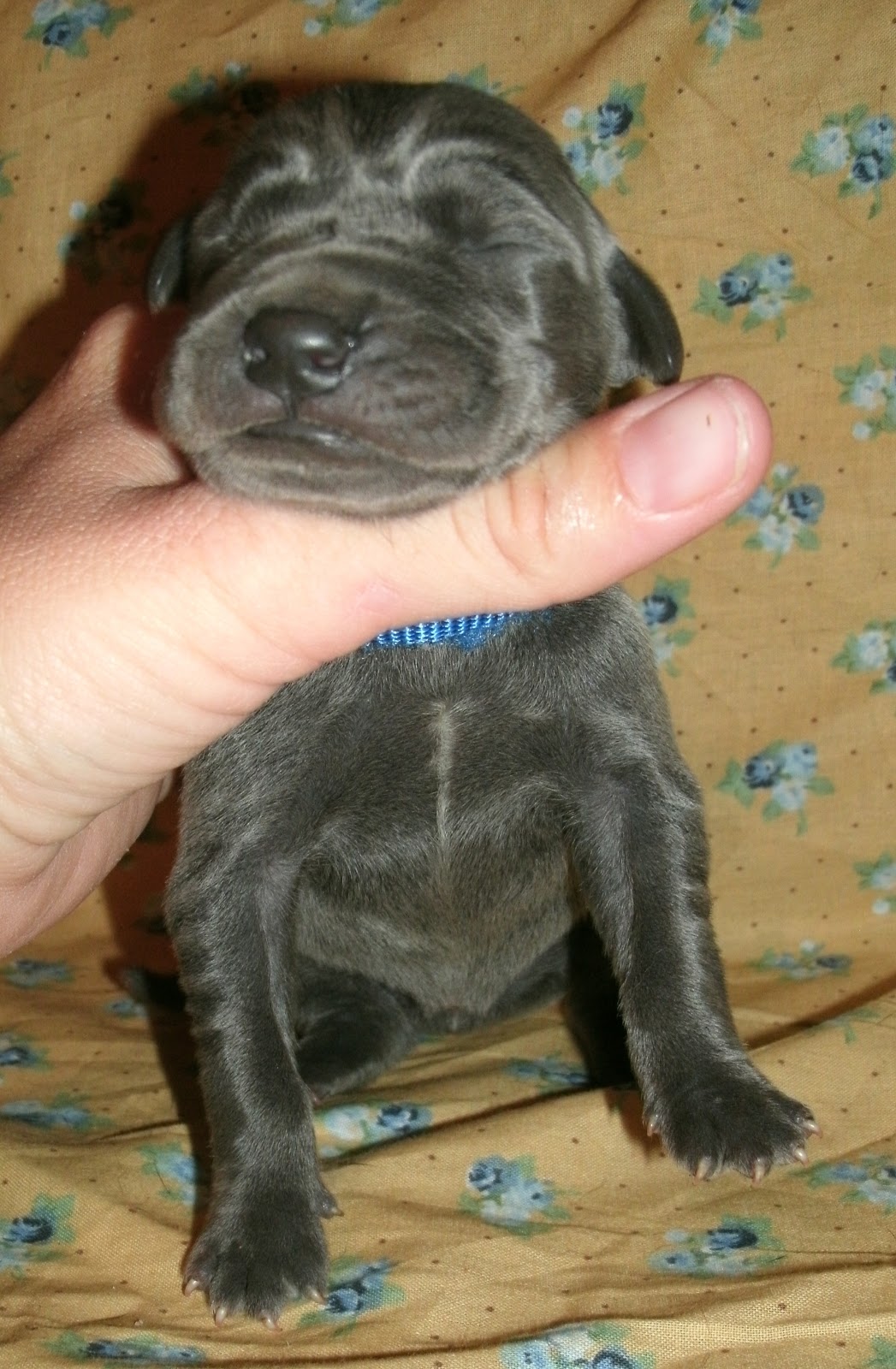 Cute Dogs Blue Great Danes