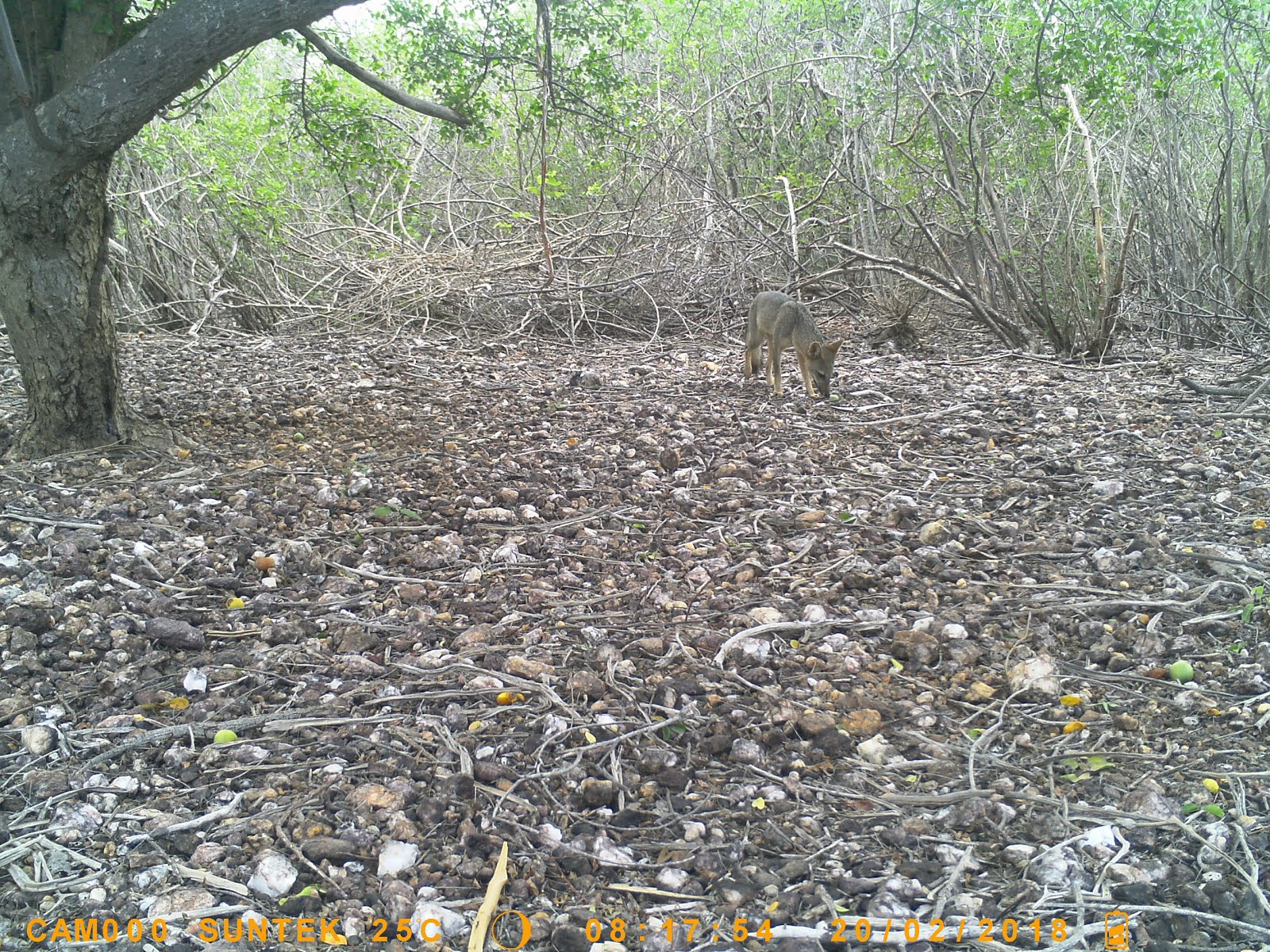 Raposa comendo imbu