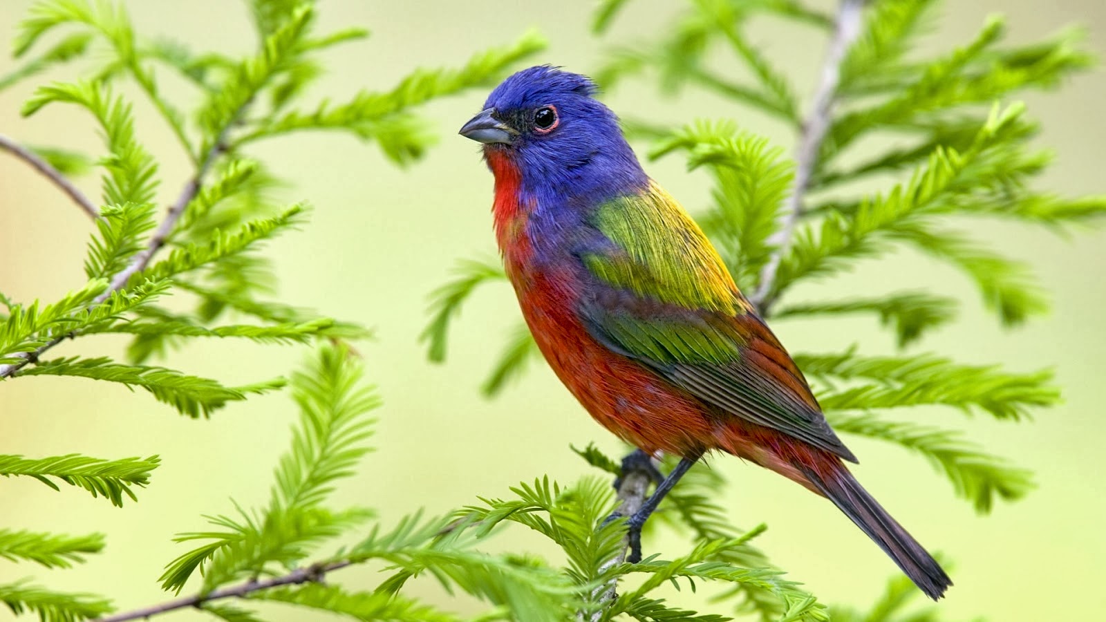 Beautiful Birds Wallpapers ~ Free HD Desktop Wallpapers Download