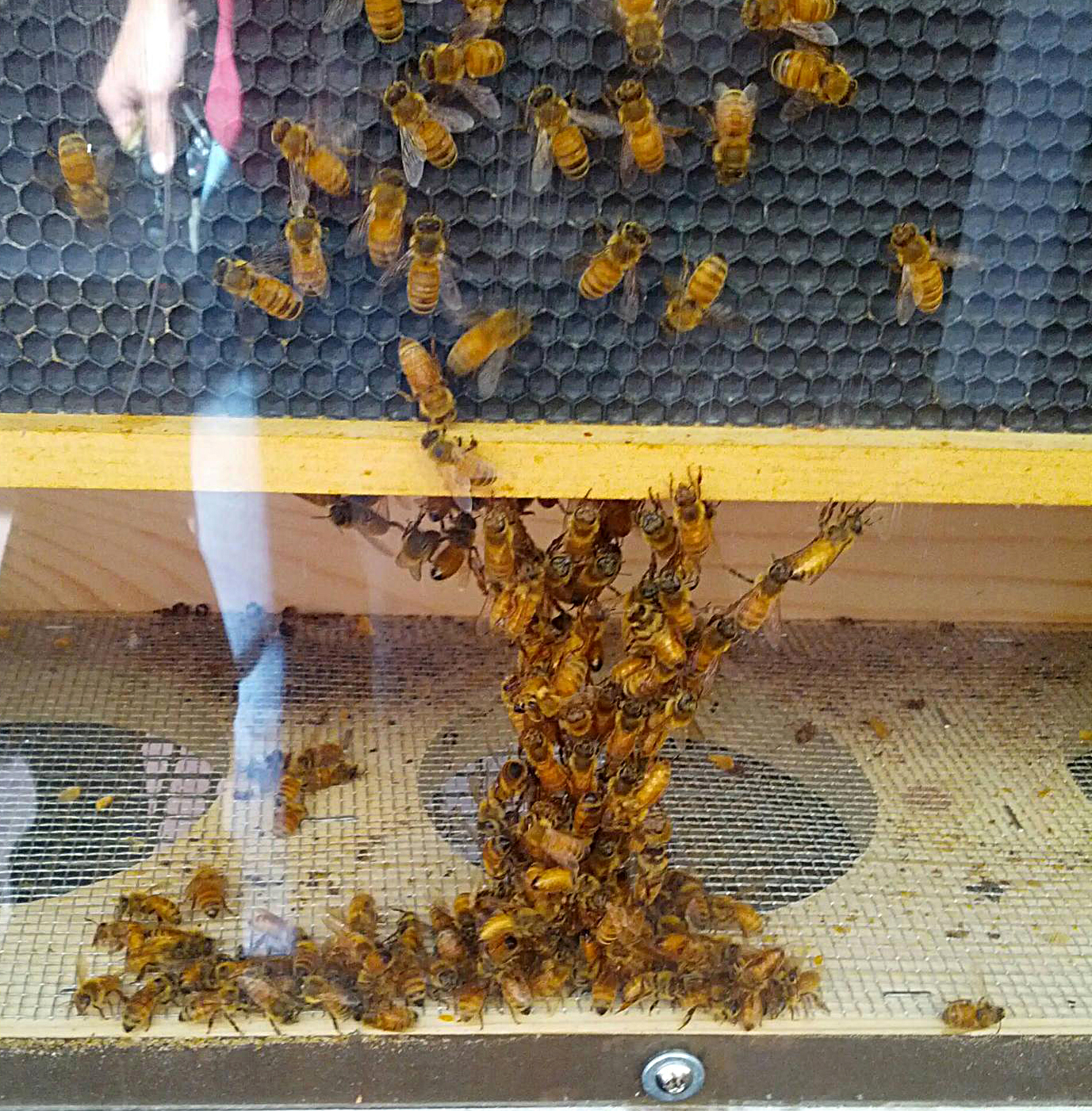 Seeing Things Honeybees Festooning