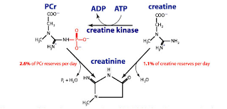 Creatine for build muscle and burn fat