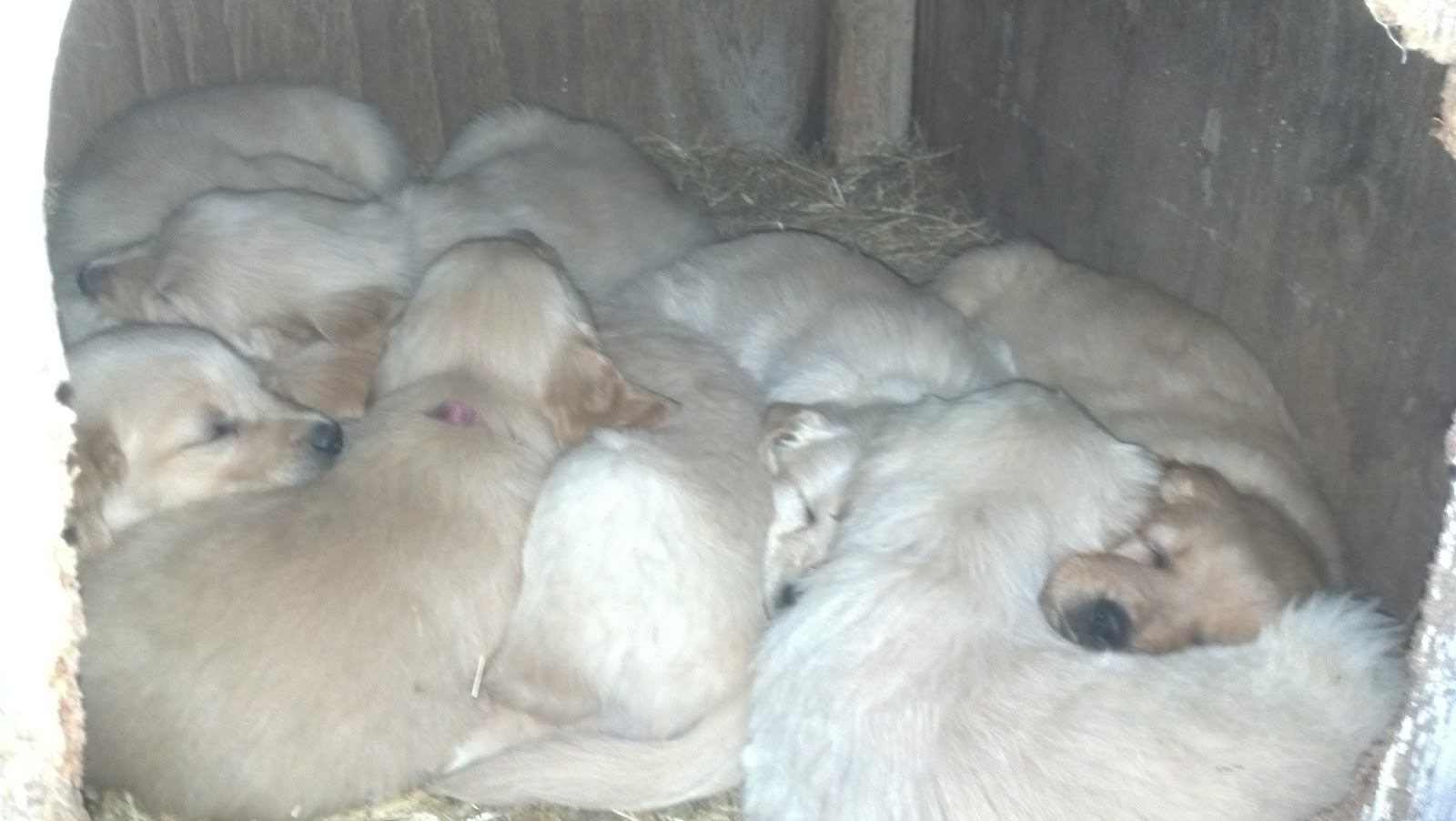 Staycations in Harrisonburg Puppy Farm A brightened day is only 20 minutes away!