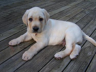 Labrador Retriever Dog Pictures
