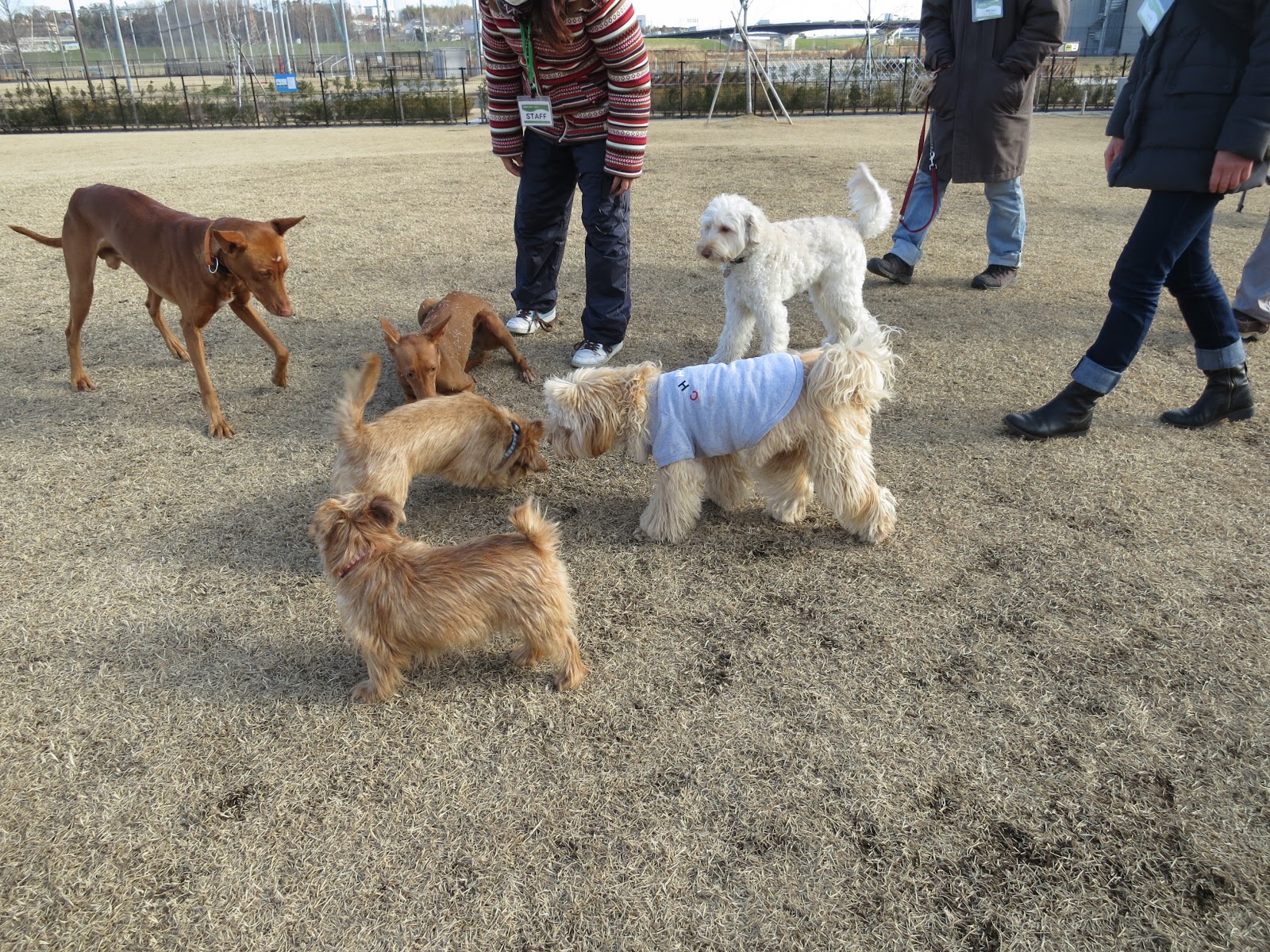 フレンチブルドッグと新参オーストラリアンラブラドゥードルとの日常 12