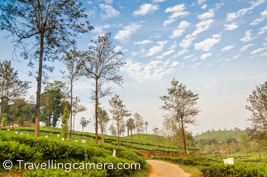 Exploring the tea estates of Wayanad on a bicycle Kerala Diaries