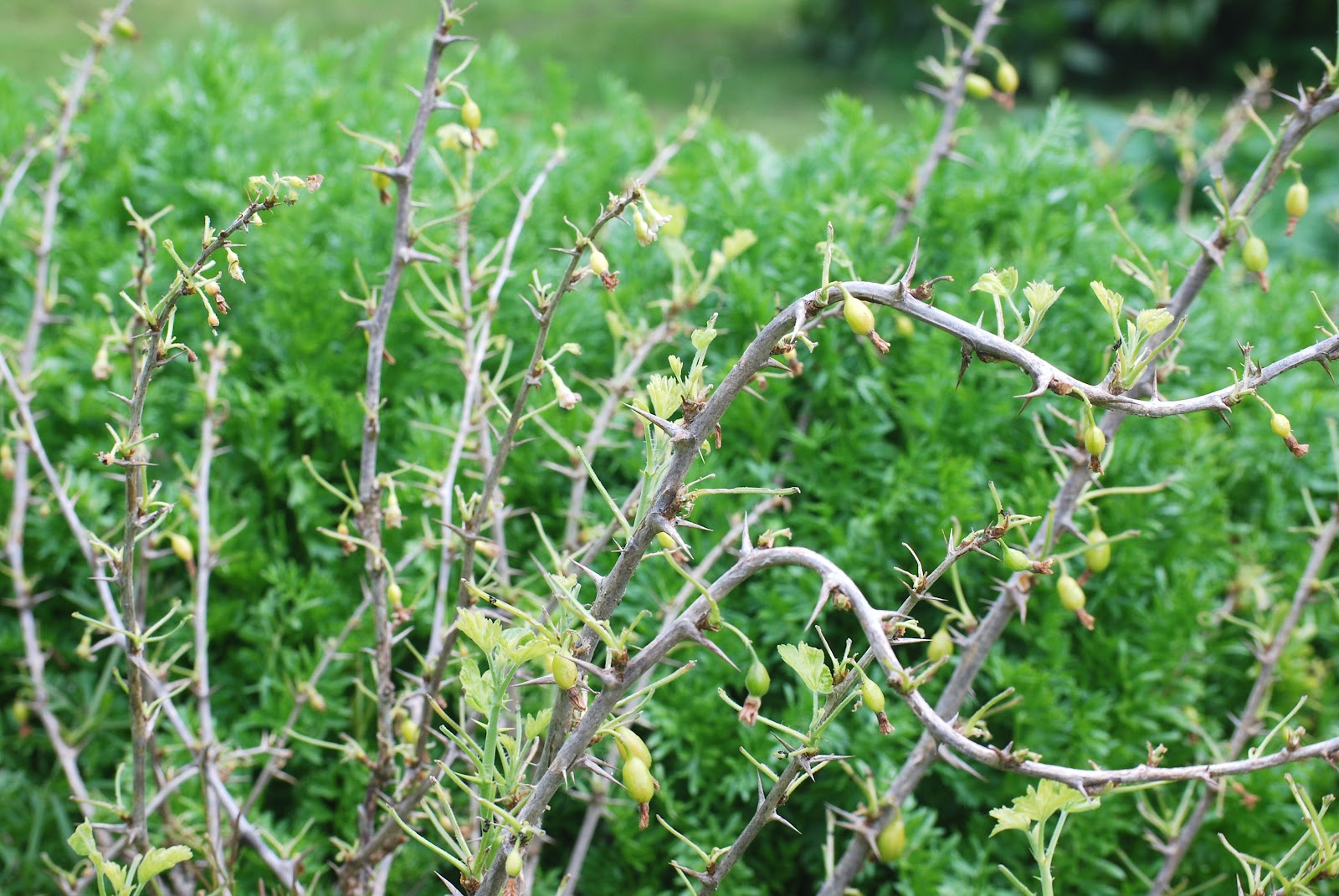 Real Mod Midcentury Topiary