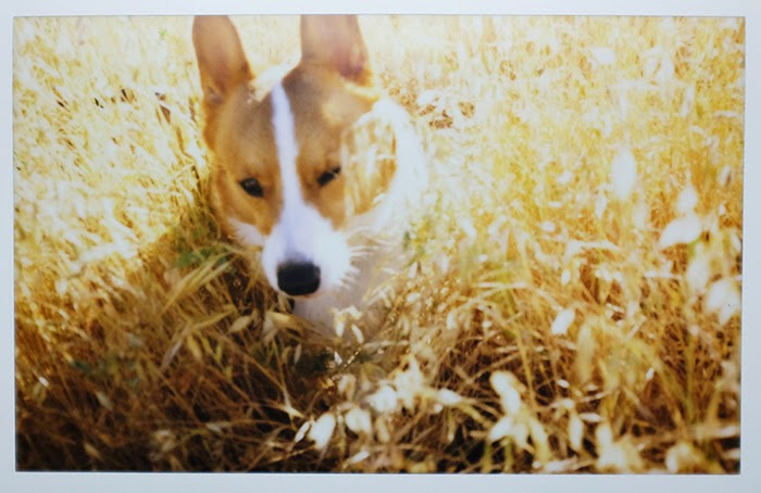 Instax 210 corgi