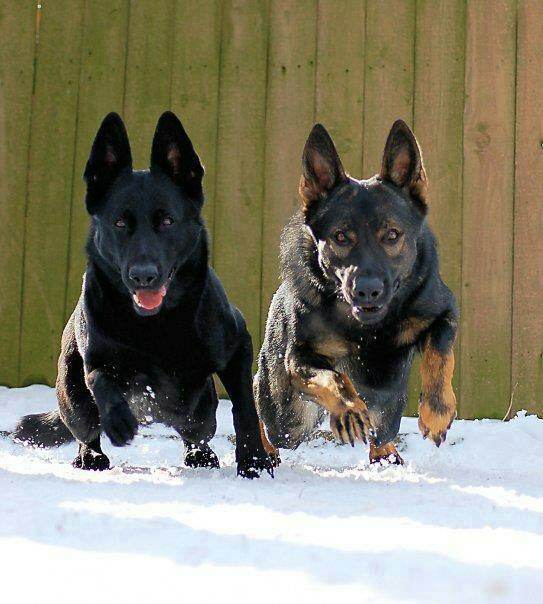 Facts about German shepherds