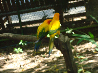 love birds love birds in Zoobic Safari