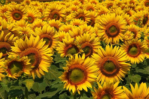 girassol anao de jardim:Um jardim para cuidar: Quem não gosta de girassóis ? girassol anao de jardim:Um jardim para cuidar: Quem não gosta de girassóis ?
