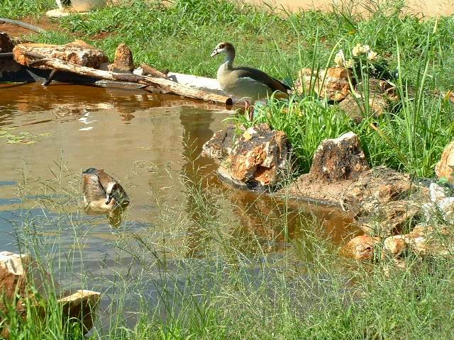 White Swan Properties Blogspot Butterfly Gardening In Southern