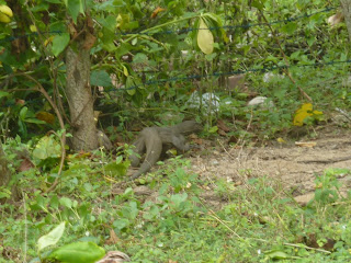 Lézard au Sri Lanka