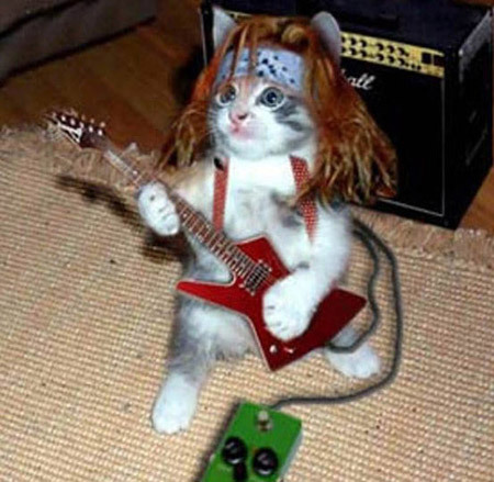 [Imagen: animales+graciosos+4+gatito+rocker.jpg]