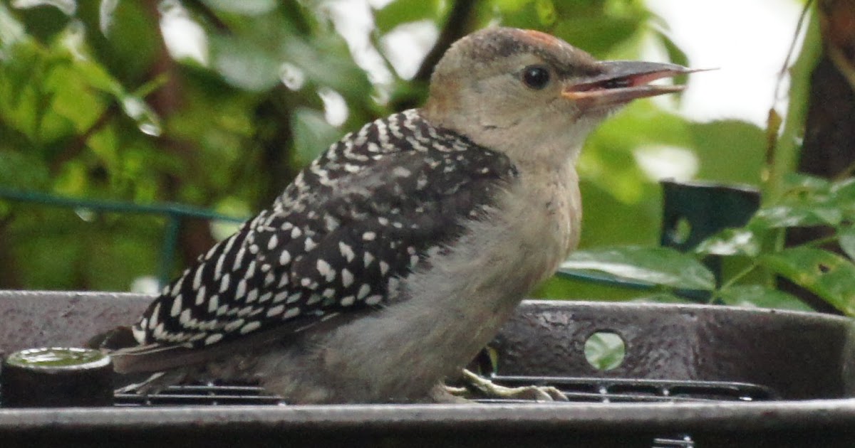 NJ Bird Photos: Birds of New Jersey: More Backyard Birds