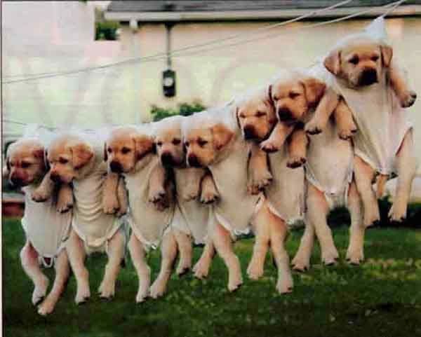 cachorros labradores