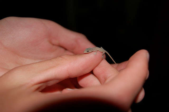 Tiny Gecko on Brigham's Finger