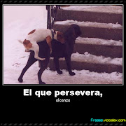 Twittear (persevera)