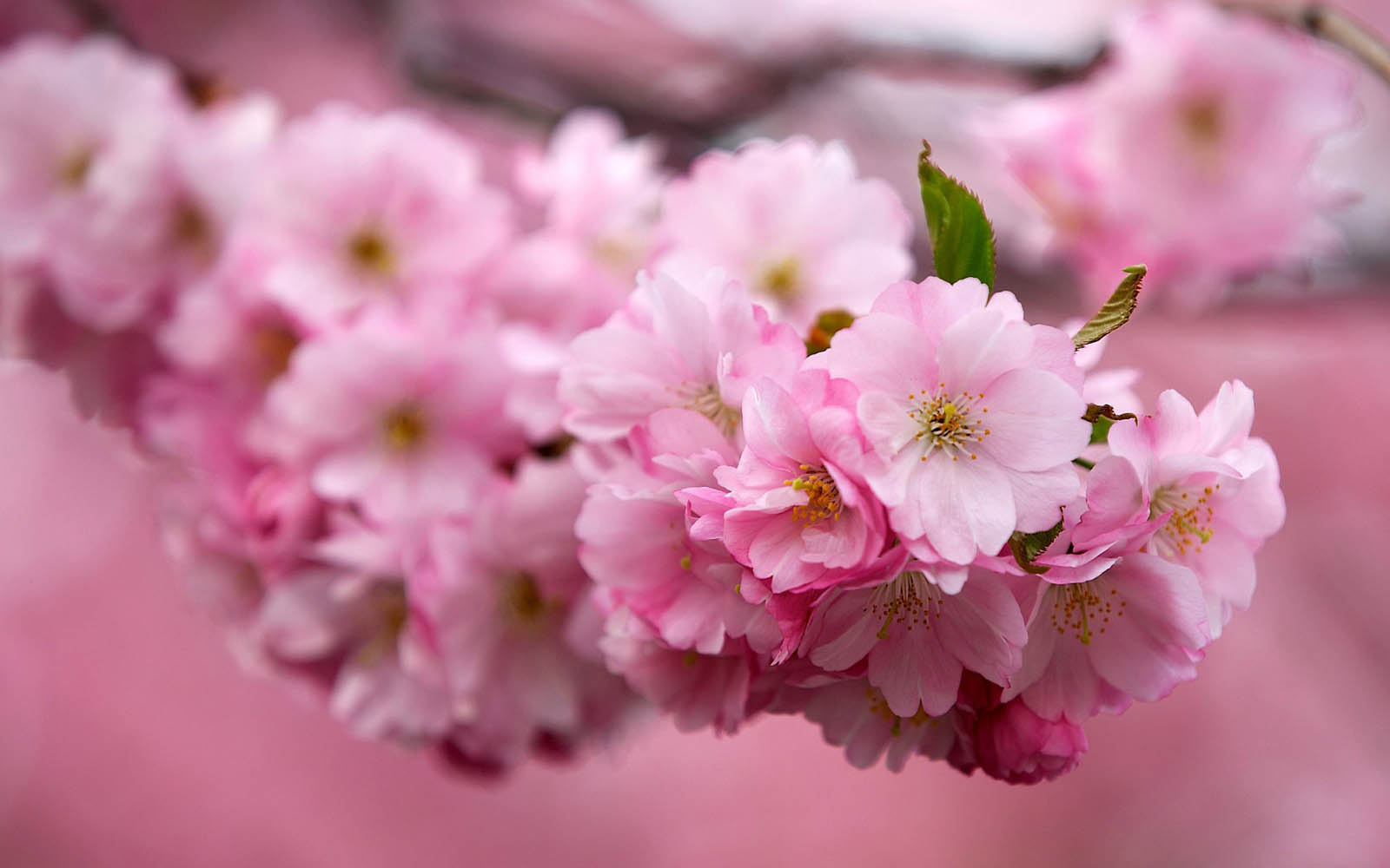 wallpapers cherry flowers wallpapers flower paper wallpaper