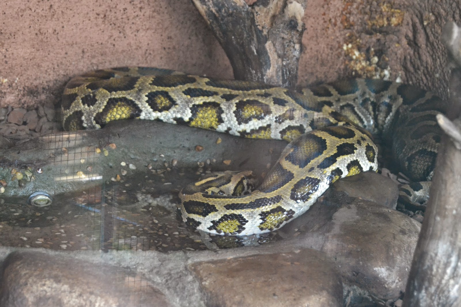 LEGADO NATURA PITÓN DE LAS ROCAS DE BIRMANIA PYTHON BIVITTATUS