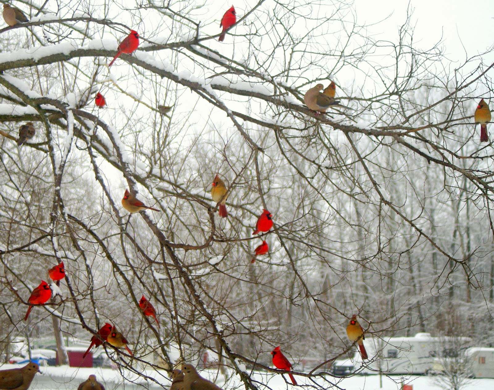 mountain breaths cardinals and dining with a cozy fire lyrics to blue christmas