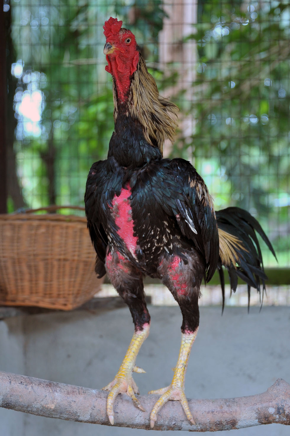 Thailand ayam laga Pacekan Ayam