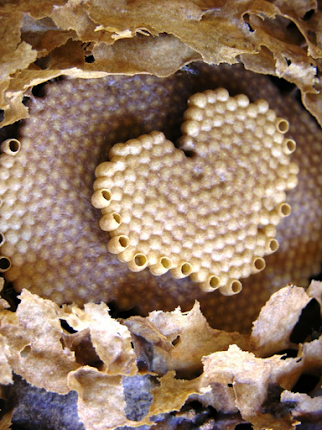 Coração das abelhas nativas