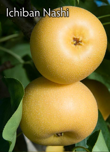Asian Pear Ripening Chart