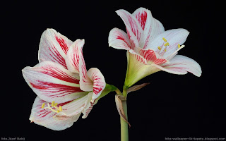 http://wallpaper-4k-tapety.blogspot.com/2015/02/wallpaper-tapeta-hippeastrum-zwartnica.html