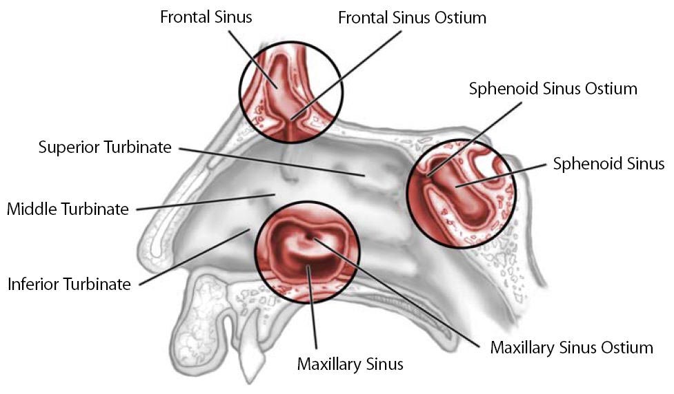 ostia sinus