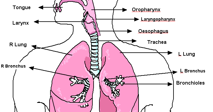 Standard Note: Human Respiratory System