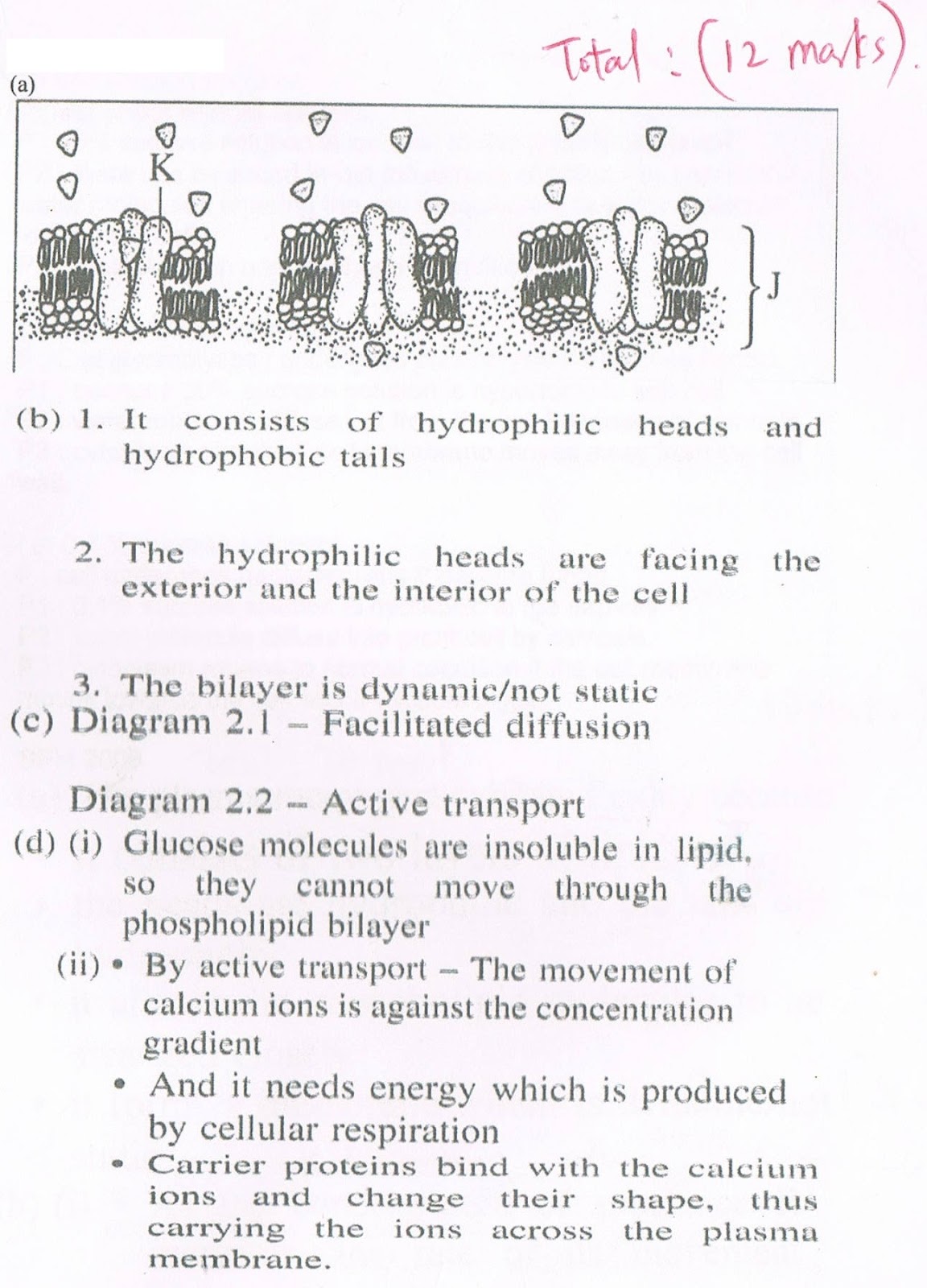 biology essay
