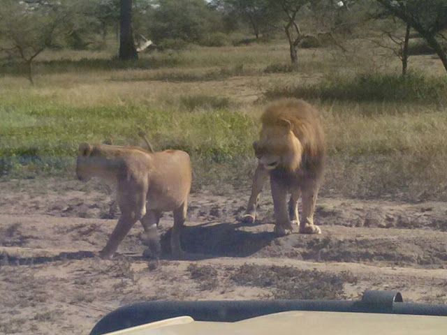 Lake Masek, Serengeti NP - HSK Safaris