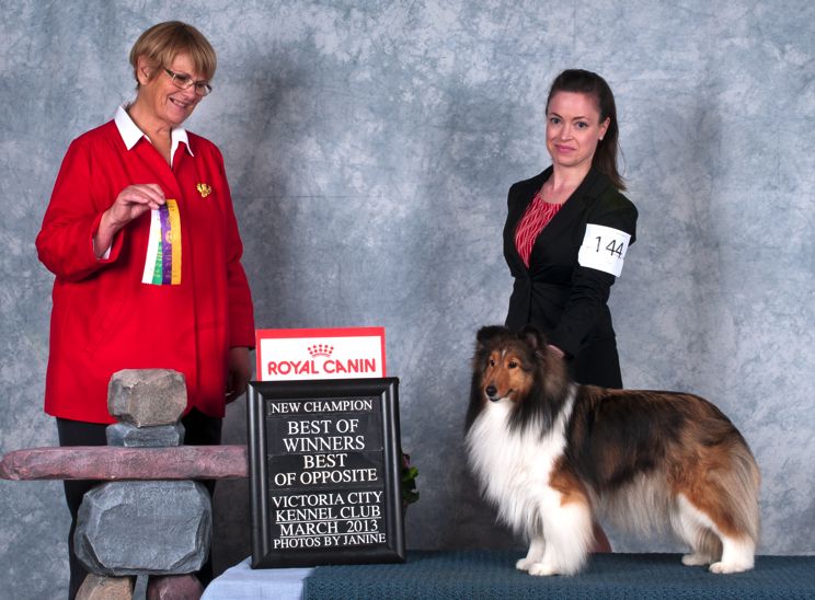 KelLani Shelties Victoria City Kennel Club Show News!