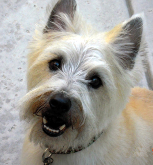 Cairn Terrier Club of Southern California: Cairn/Cairn mixes available