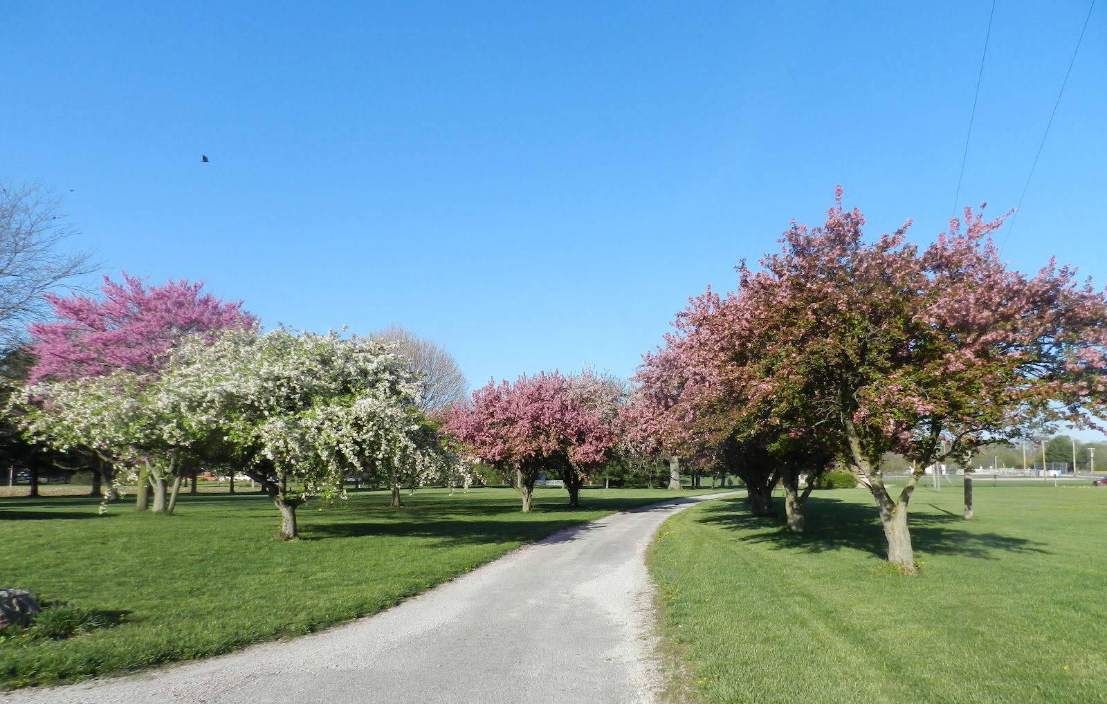 Prairie Rose Crabapple